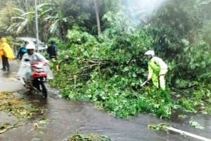 Sejumlah pohon yang tumbang di wilayah kelurahan Cigintung ini  menutupi jalan